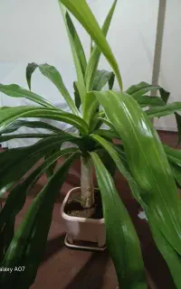 گل های اشک ملکه و پاندانوس و گهواره موسی
