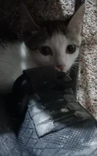 گربه