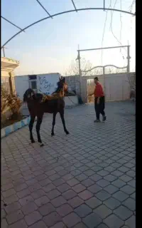 اسب کورد