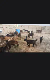 بز کوهی بشاگرد