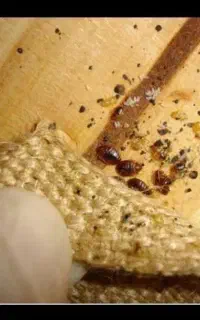 سم پاشی سمپاش سمپاشی سوسک ساس 100%تضمینی با ضمانت