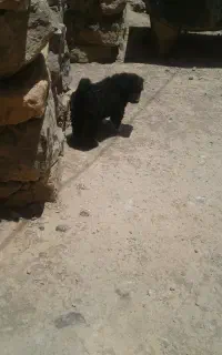 سگ اصیل
