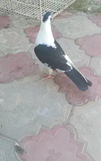 چپ دم