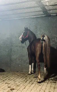 کره ای از سهیل حیدر