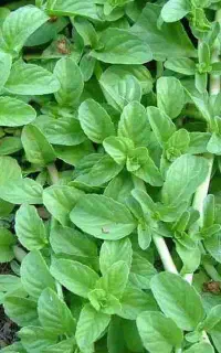 پلیک ( یونجه چیندار)