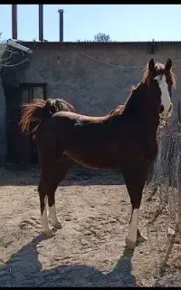 اسب عرب ایرانی