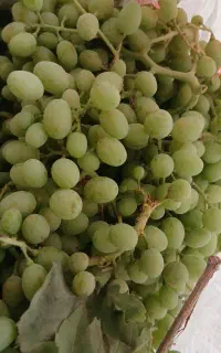 غوره فرخی ومیرزایی. درشت ابدار  تمیز بدون زری