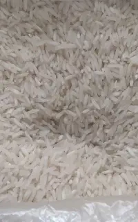 برنج فجر امساله
