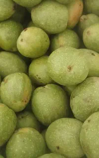 گردو تازه