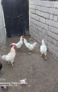 فروش خروس دورگه مناسب برای مرغ