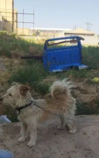 سگ بیستی