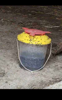 مگس گیر سطلی
