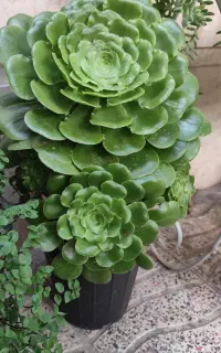 گل‌های اپارتمانی