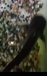 پنگوسی و لجنخوار بزرگ