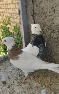 طوقی هفرنگ با جوجه
