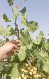 سم پاشی در خدمات باغبانی ودرختکاری