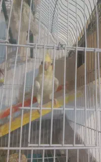 عروس هلندی ۲ ساله ماده