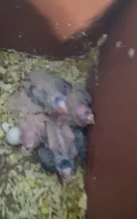 جوجه عروس هلندی