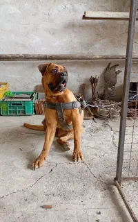 سگ باکسر اورجینال