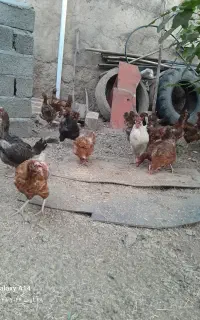 مرغ و خروس