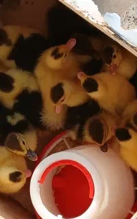 جوجه اردک مسکویی (اسراعیلی)