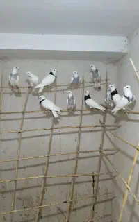 کبوتر طوقی ابی
