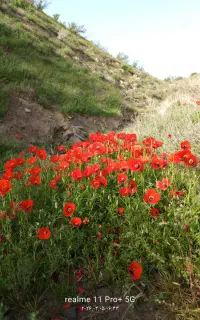 کود حیوانی