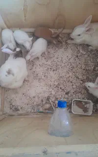خرگوش