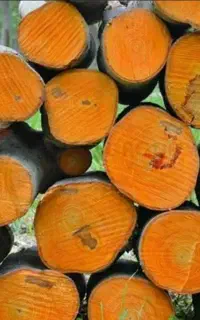 انواع چوب خریداریم