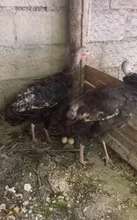 بوقلمون تخم گذار یک ساله ونیم