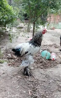 خروس برهما