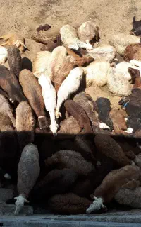 فروش قربانی