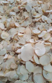 موسیر خشک پلاکی