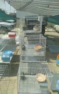 جفت کنی کبوترباقیمت مناسب اندازه مختلف