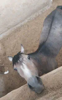 اسب فروشی