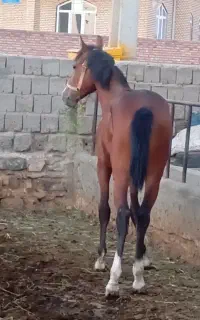 اسب نر کوردی