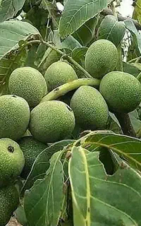 نهال گردو هاوارد هیبریدی سردسیر نهالستان پاشاپور