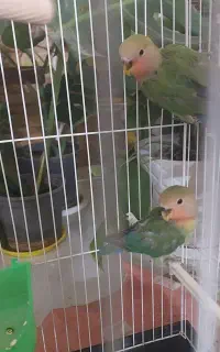 جوجه کوتوله