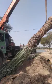 تو لید و ارسال پاجوش نخل و تنه نخل تا 6متری