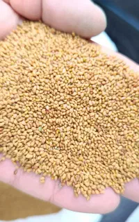 بذر یونجه پایه بلند همدان