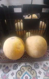 استخدام کارگر