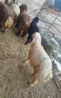 بره نر