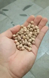 فروش بذر نخود گوکسو