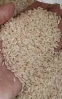 برنج عنبر بو جنوب