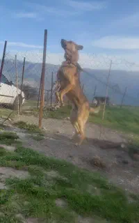 سگ نریکسال نیم