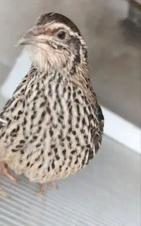 بلدرچین