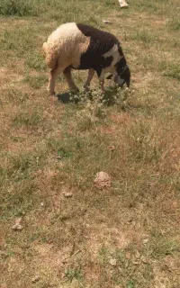 بره ماده