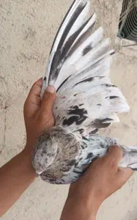 کفتر سار