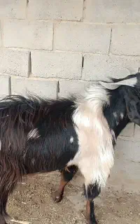 تک شاد گوشتی