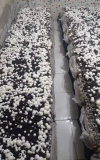 پرورش قارچ/شروع با زیرزمین خانه